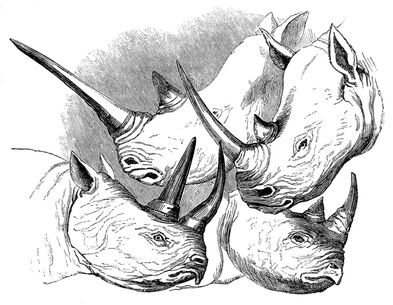 Heads of Rhinos: white rhinoceros (Ceratotherium simum) (top); black rhino (Diceros bicornis) (bottom); DISPLAY FULL IMAGE.