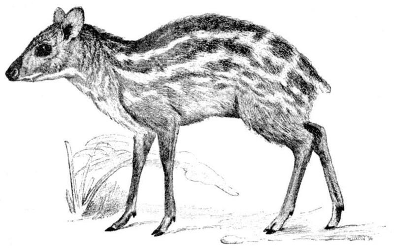 Tragulus meminna = Indian spotted chevrotain (Moschiola indica); DISPLAY FULL IMAGE.