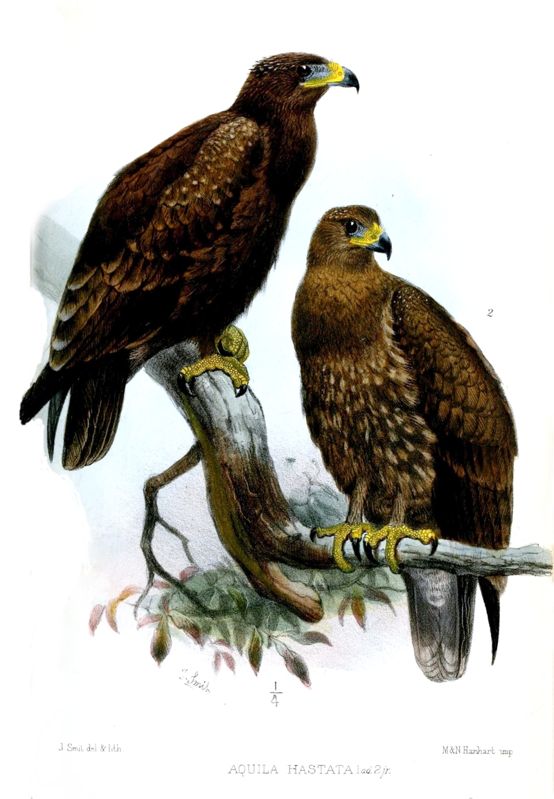 Aquila hastata = Indian spotted eagle (Clanga hastata); DISPLAY FULL IMAGE.