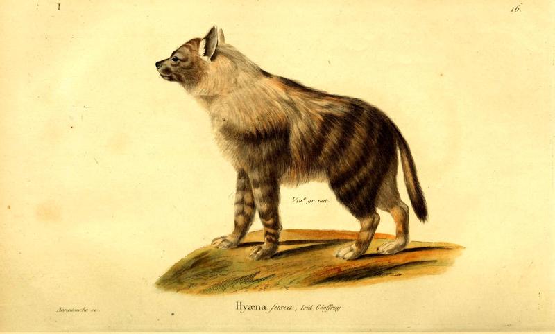 Hyaena fusca = Parahyaena brunnea (brown hyena); DISPLAY FULL IMAGE.