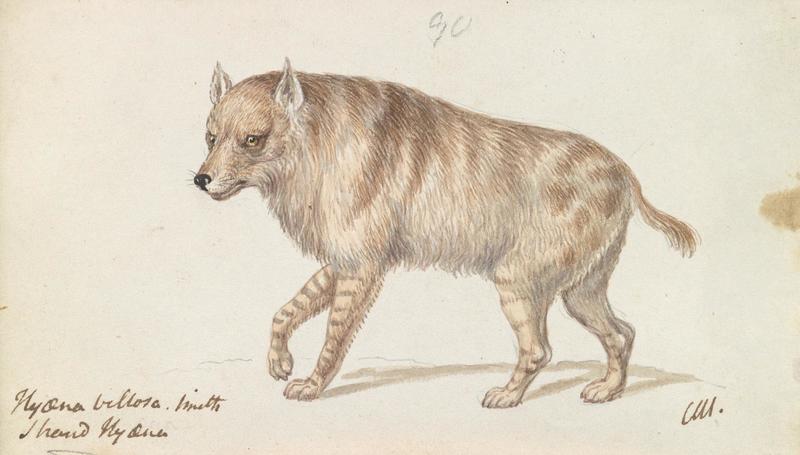 Strand Hyaena = brown hyena (Parahyaena brunnea); DISPLAY FULL IMAGE.