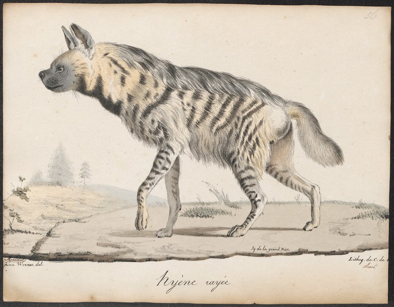 Hyaena striata = striped hyena (Hyaena hyaena); DISPLAY FULL IMAGE.