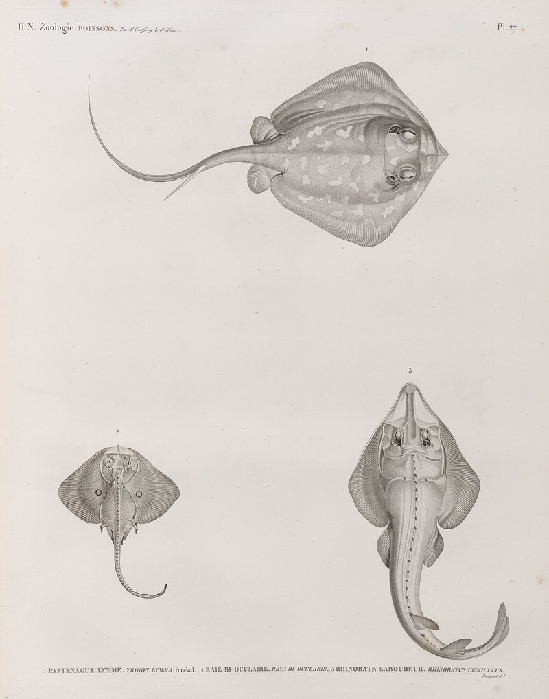 Trygon lymma = bluespotted ribbontail ray (Taeniura lymma), Raya biocularis = brown ray (Raja miraletus), Rhinobatus cemiculus = blackchin guitarfish (Rhinobatos cemiculus); DISPLAY FULL IMAGE.
