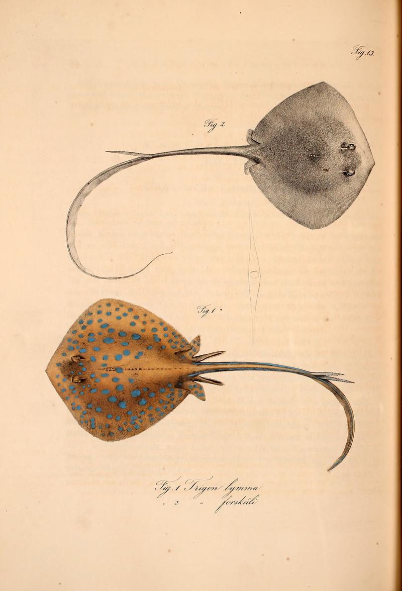 Trigon forskali = cowtail stingray (Pastinachus sephen), Trigon lymma = bluespotted ribbontail ray (Taeniura lymma); DISPLAY FULL IMAGE.