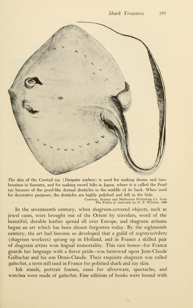Dasyatis sephen = cowtail stingray (Pastinachus sephen); DISPLAY FULL IMAGE.