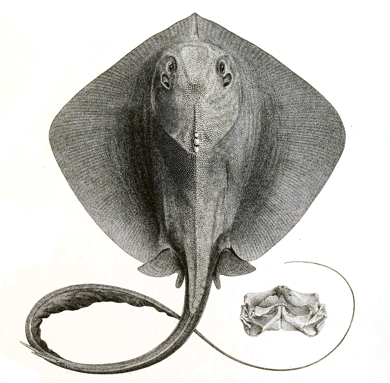 Trygon sephen = cowtail stingray (Pastinachus sephen); DISPLAY FULL IMAGE.