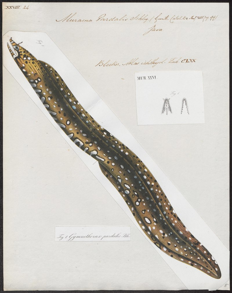 Muraena pardalis = leopard moray eel (Enchelycore pardalis); DISPLAY FULL IMAGE.