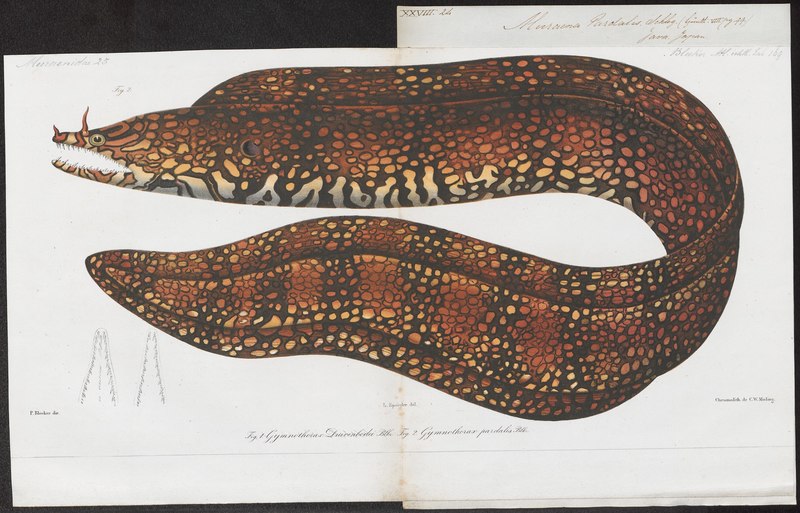 Muraena pardalis = leopard moray eel (Enchelycore pardalis); DISPLAY FULL IMAGE.