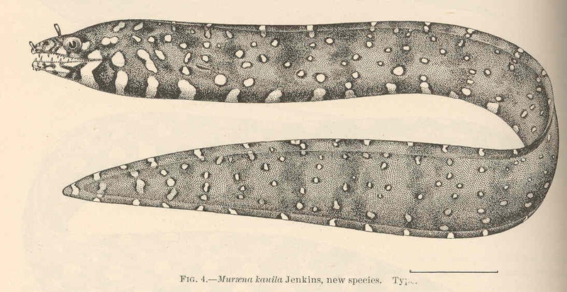 Muraena kauila = leopard moray eel (Enchelycore pardalis); DISPLAY FULL IMAGE.