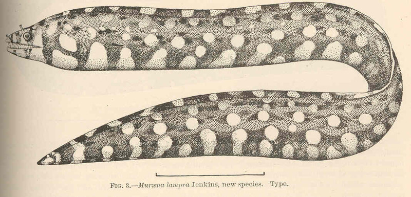 Muraena lampra = leopard moray eel (Enchelycore pardalis); DISPLAY FULL IMAGE.