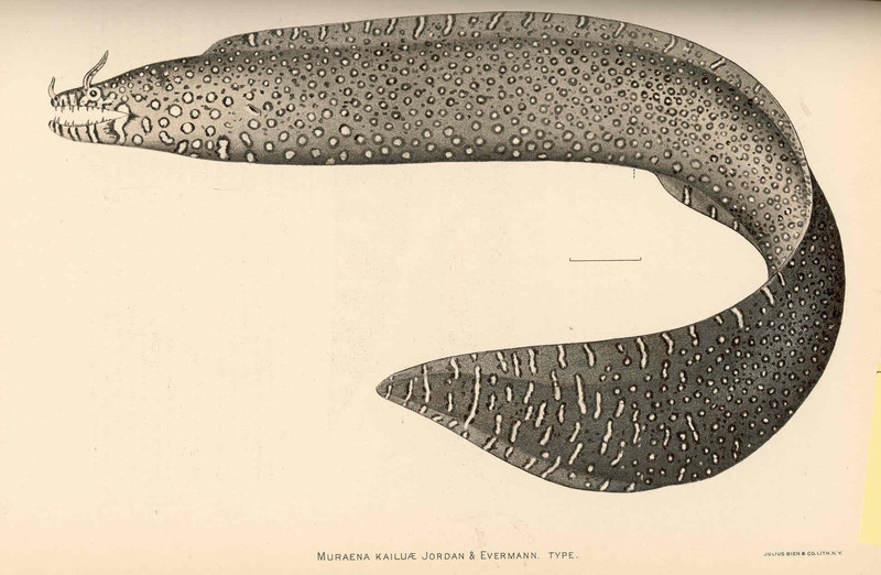 Muraena kailuae = leopard moray eel (Enchelycore pardalis); DISPLAY FULL IMAGE.