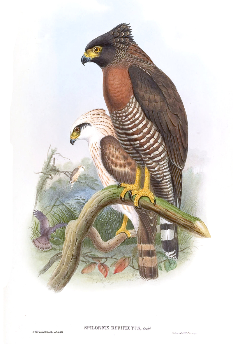 Sulawesi serpent eagle (Spilornis rufipectus); DISPLAY FULL IMAGE.