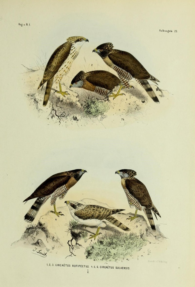 Sulawesi serpent eagle (Spilornis rufipectus) subspecies; DISPLAY FULL IMAGE.