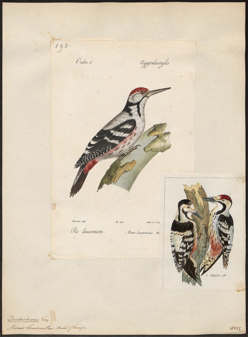 Picus leuconotus = white-backed woodpecker (Dendrocopos leucotos); DISPLAY FULL IMAGE.