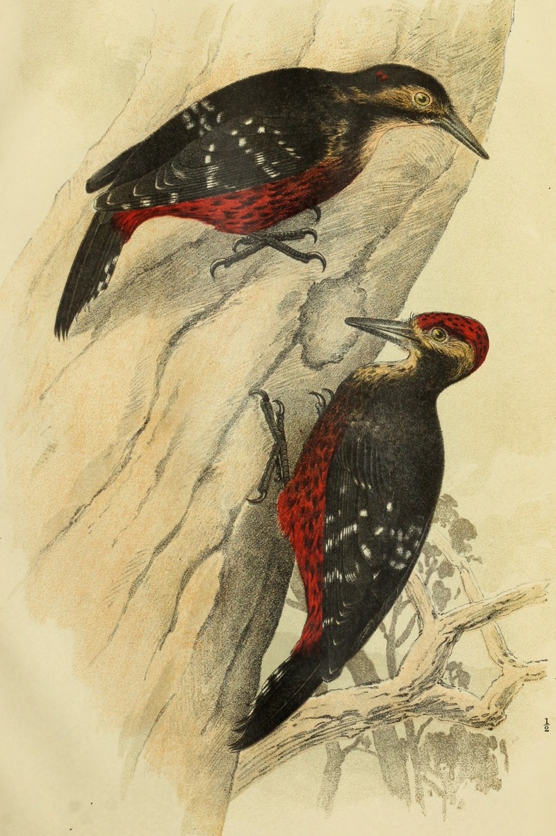 Picus owstoni = white-backed woodpecker (Dendrocopos leucotos owstoni); DISPLAY FULL IMAGE.