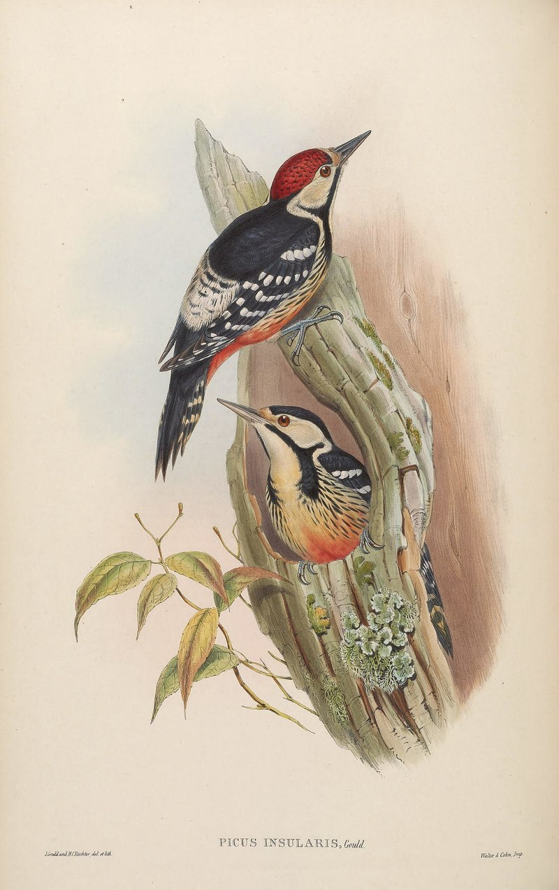 Picus insularis = white-backed woodpecker (Dendrocopos leucotos insularis); DISPLAY FULL IMAGE.