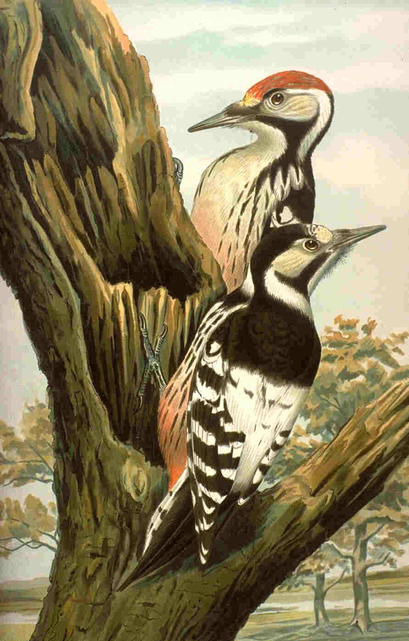 white-backed woodpecker (Dendrocopos leucotos insularis); DISPLAY FULL IMAGE.