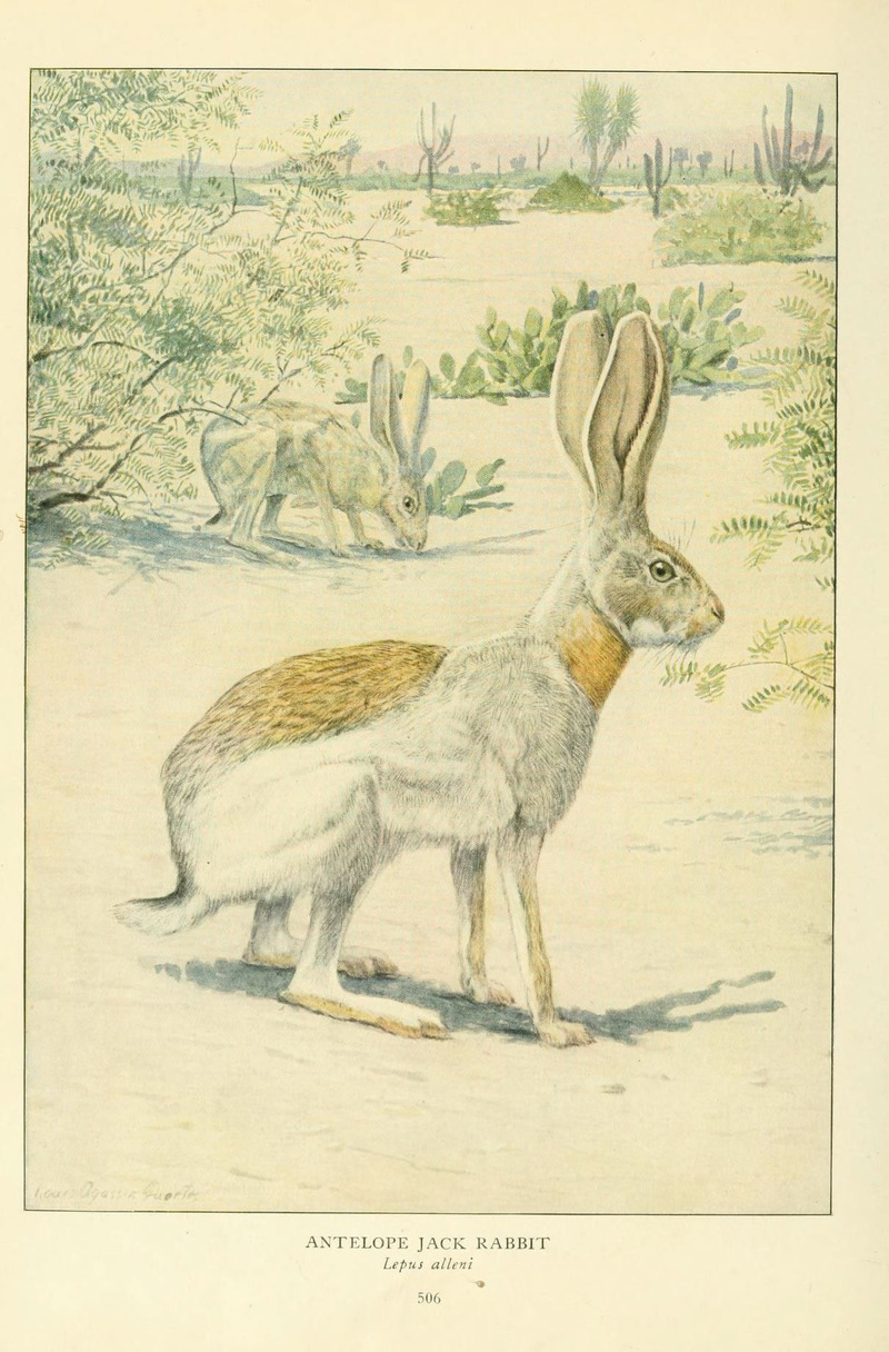Antelope jackrabbit (Lepus alleni); DISPLAY FULL IMAGE.