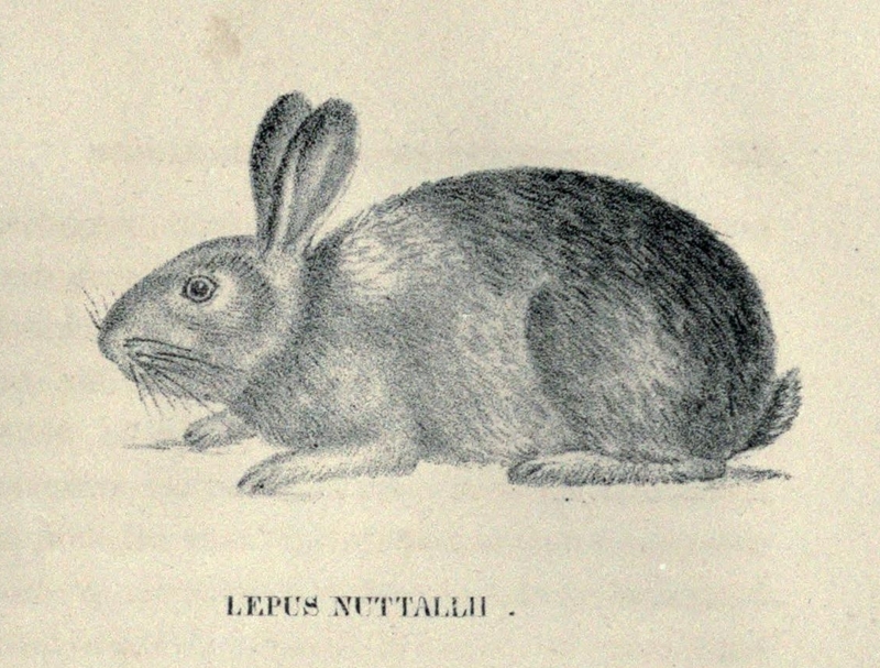 Lepus nuttallii = Sylvilagus nuttallii (mountain cottontail rabbit); DISPLAY FULL IMAGE.