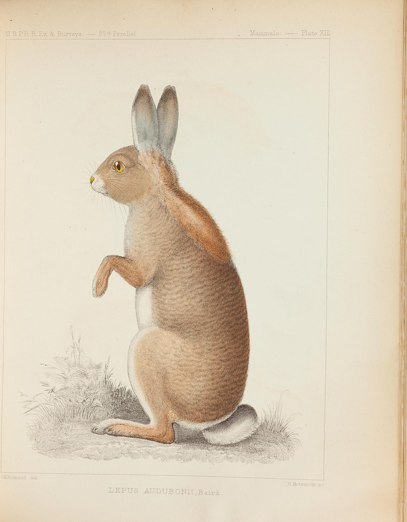 Lepus audubonii = Sylvilagus audubonii (desert cottontail rabbit); DISPLAY FULL IMAGE.