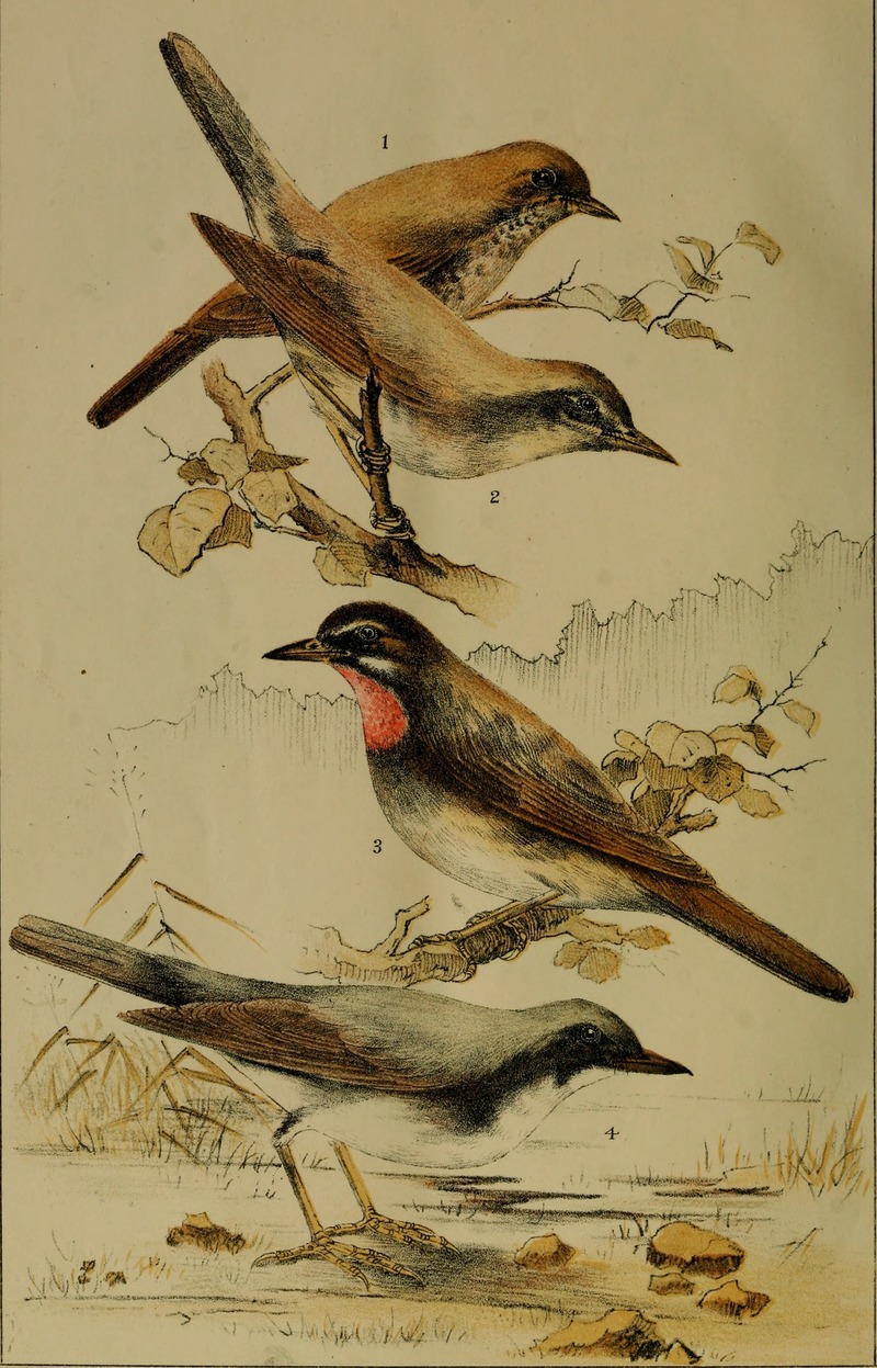 1. Erithacus sibilans = Larvivora sibilans (rufous-tailed robin); 2,3. Erithacus calliope = Calliope calliope (Siberian rubythroat); 4. Erithacus cyane = Larvivora cyane (Siberian blue robin); DISPLAY FULL IMAGE.