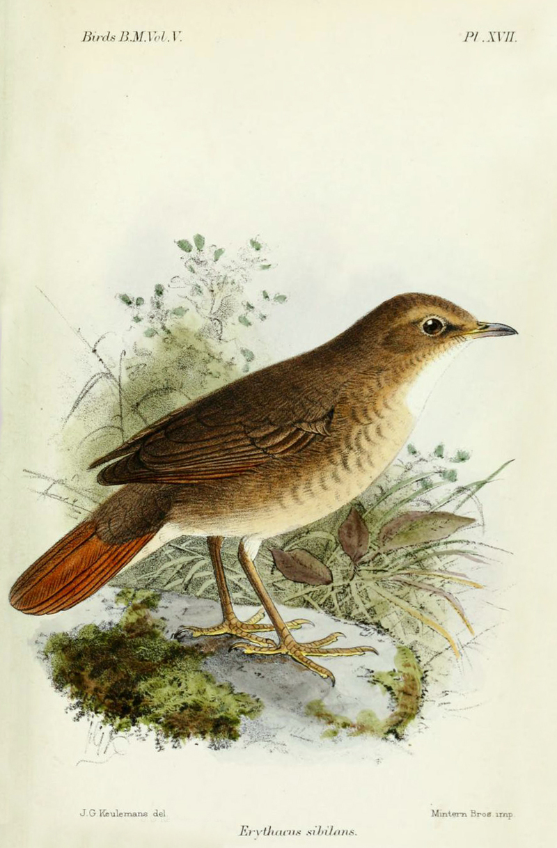 Erythacus sibilans = Larvivora sibilans, Rufous-tailed Robin; DISPLAY FULL IMAGE.