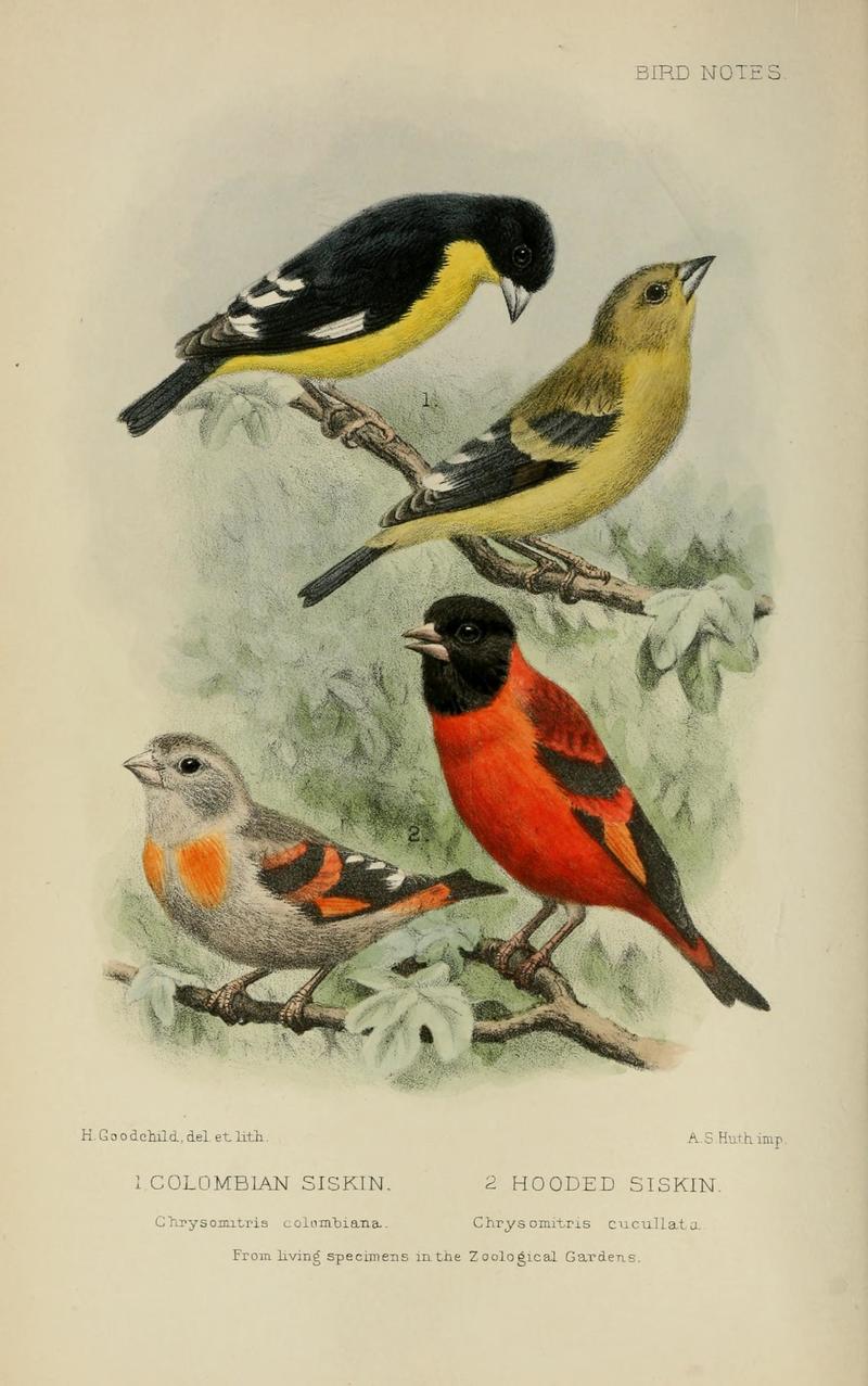 Chrysomitris colombiana = Spinus psaltria colombianus (lesser goldfinch), Chrysomitris cucullata = Spinus cucullatus (red siskin); DISPLAY FULL IMAGE.