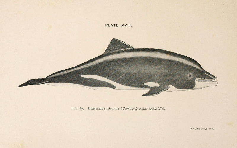 Heaviside's dolphin (Cephalorhynchus heavisidii); DISPLAY FULL IMAGE.