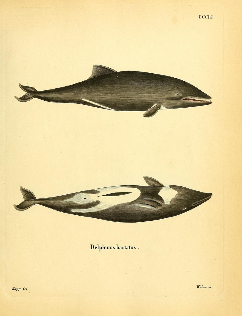 Delphinus hastatus = Heaviside's dolphin (Cephalorhynchus heavisidii); DISPLAY FULL IMAGE.