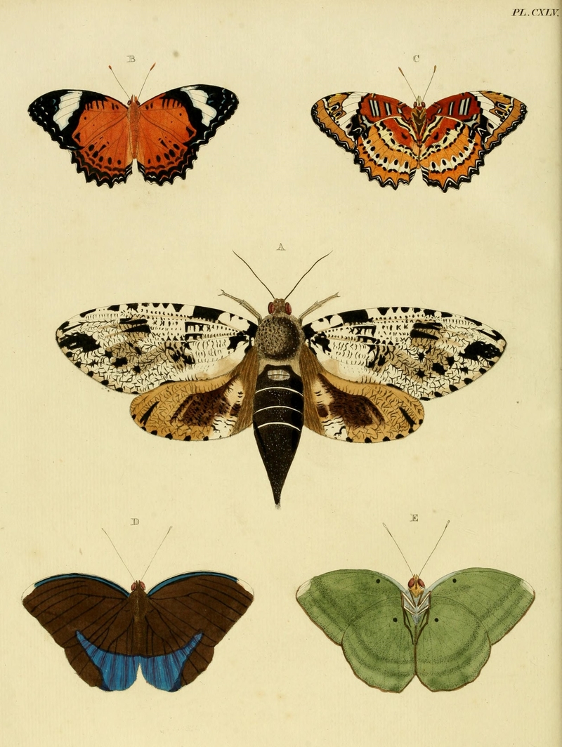 Papilio penthesilea = Cethosia penthesilea (orange lacewing), Phalaena strix = Xyleutes strix, Papilio harpalyce = Euphaedra harpalyce (common blue-banded forester); DISPLAY FULL IMAGE.
