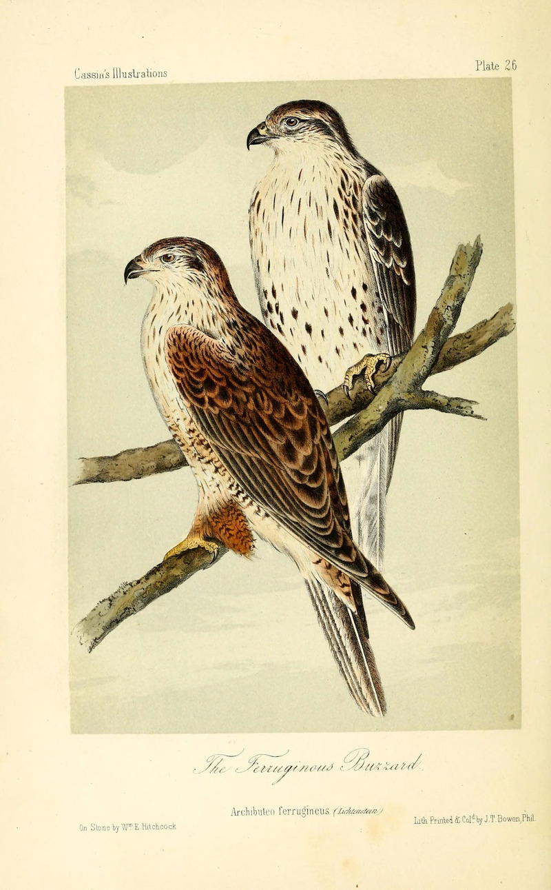 Archibuteo ferrugineus = ferruginous hawk (Buteo regalis); DISPLAY FULL IMAGE.