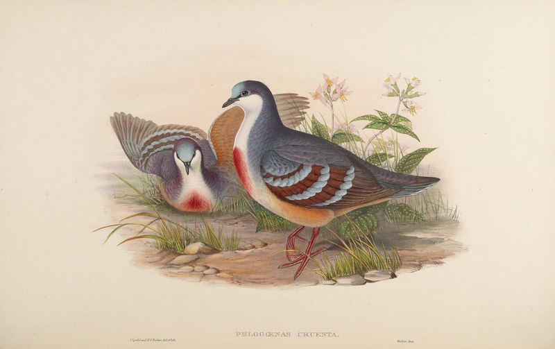 Phlogoenas cruenta = Gallicolumba luzonica (Luzon bleeding-heart dove); DISPLAY FULL IMAGE.