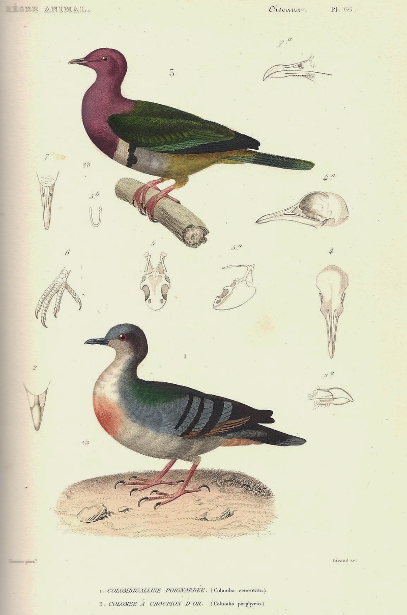 Columba porphyrio = Ptilinopus porphyreus (pink-headed fruit dove), Columba cruentata = Luzon bleeding-heart (Gallicolumba luzonica); DISPLAY FULL IMAGE.