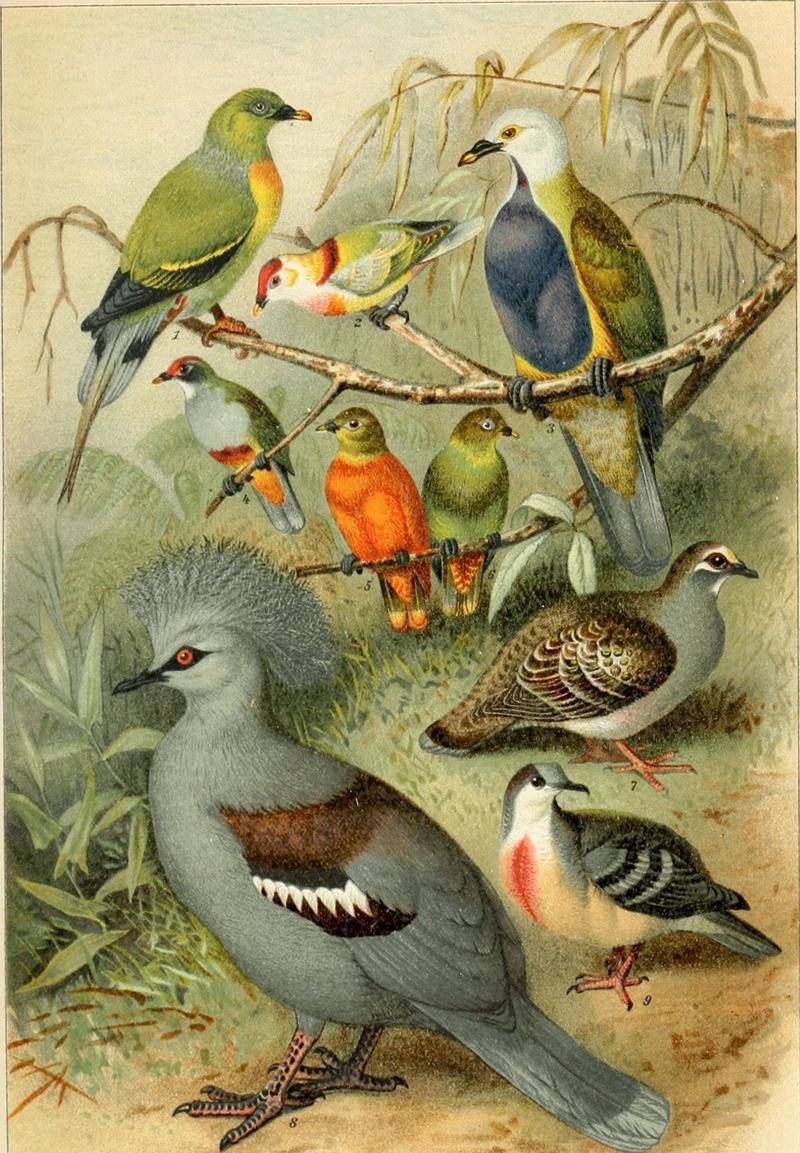 Columbidae. 1. Sphenocercus apicaudus = Treron apicauda (pin-tailed green pigeon). 2. Ptilinopus Peyrousei = Ptilinopus perousii (many-colored fruit dove).  3. Megaloprepia magnifica = Ptilinopus magnificus (wompoo pigeon).  4. Cyanotreron pulchellus = Ptilinopus pulchellus (beautiful fruit dove). 5,6. Chrysoena Victor = Ptilinopus victor. 7. Phaps chalcoptera (common bronzewing). 8. Megapelia coronata = Goura cristata (western crowned pigeon). 9. Geotrygon cruenta = Gallicolumba luzonica (Luzon bleeding-heart); DISPLAY FULL IMAGE.