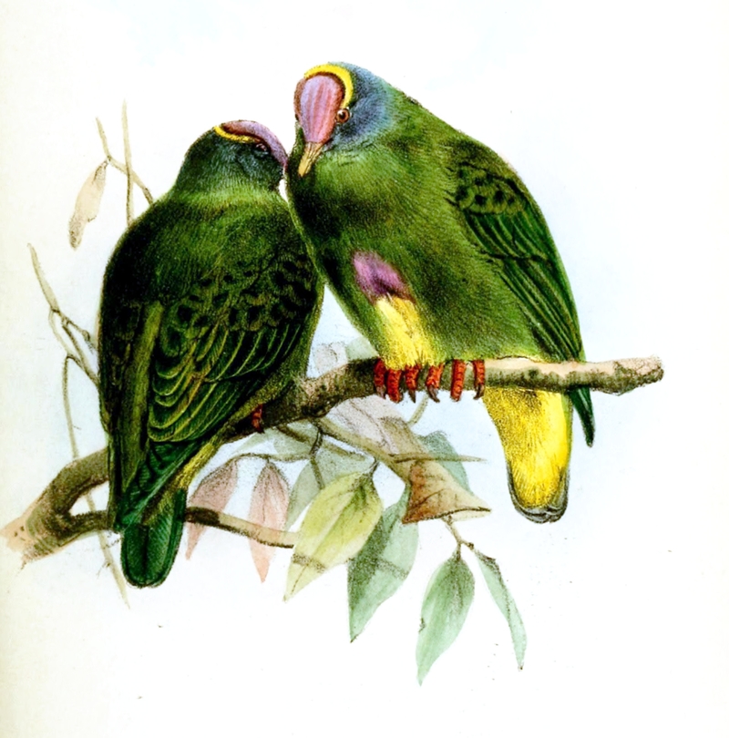 Coroneted fruit dove (Ptilinopus coronulatus); DISPLAY FULL IMAGE.