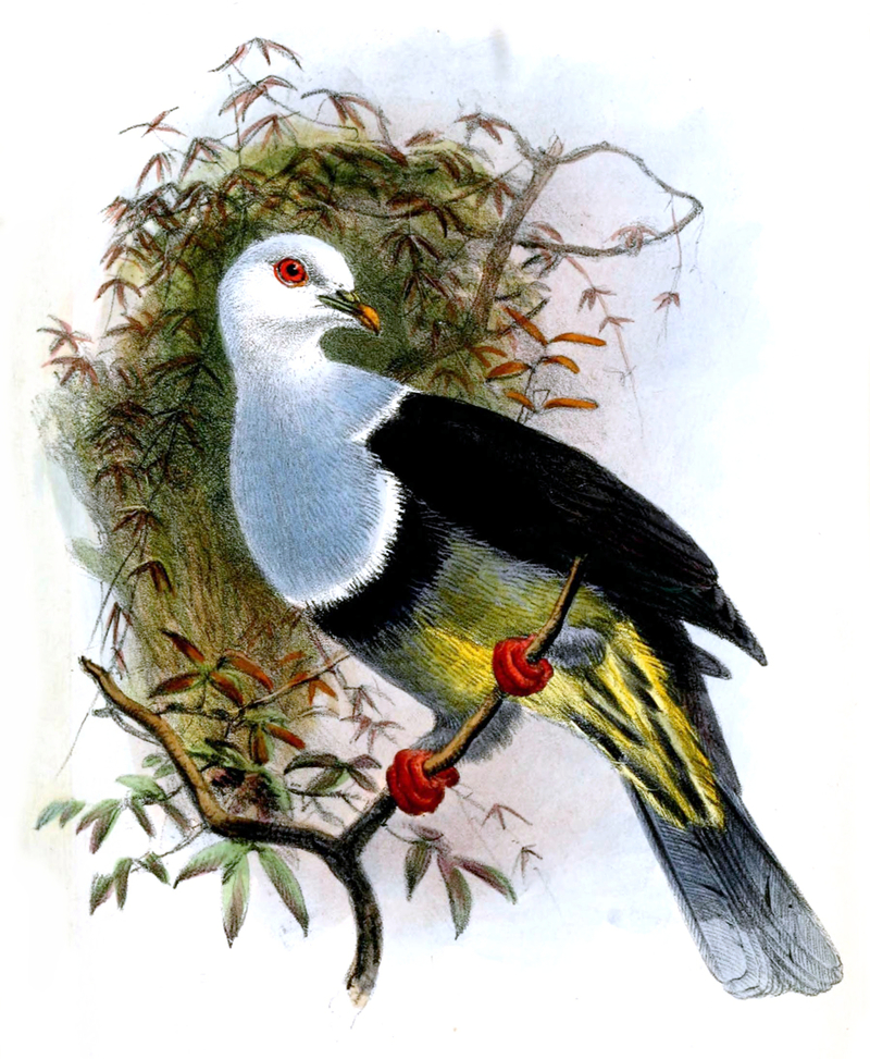 Ptilonopus albocinctus = Ptilinopus cinctus albocinctus (banded fruit dove); DISPLAY FULL IMAGE.