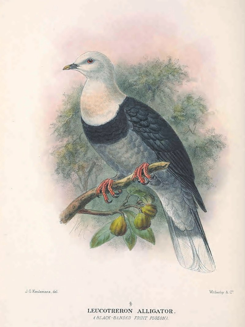 Leucotreron alligator = black-banded fruit dove (Ptilinopus alligator); DISPLAY FULL IMAGE.