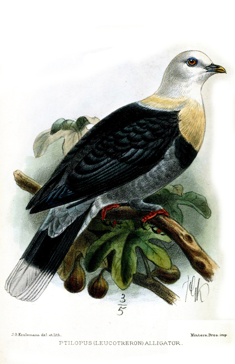 Ptilopus alligator = black-banded fruit dove (Ptilinopus alligator); DISPLAY FULL IMAGE.