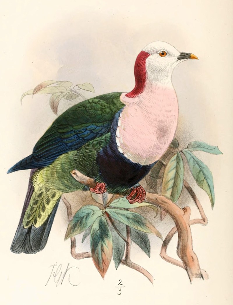 Ptilopus dohertyi = Ptilinopus dohertyi (red-naped fruit dove); DISPLAY FULL IMAGE.