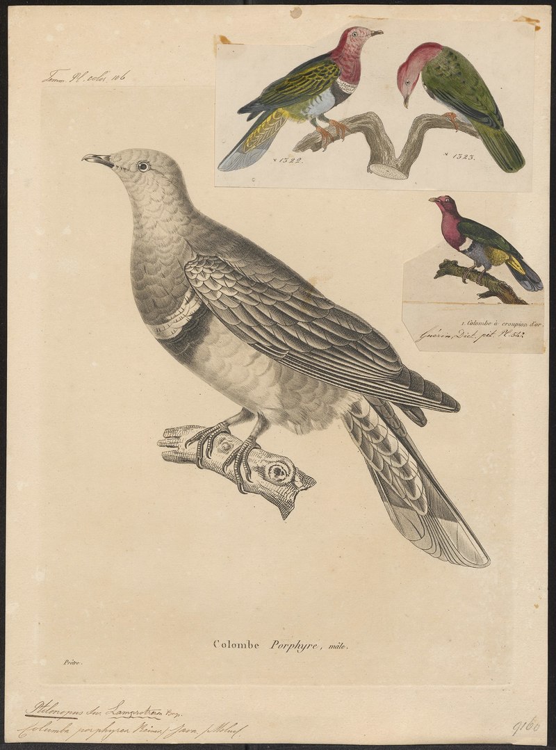 Ptilinopus roseicollis = Ptilinopus porphyreus (pink-headed fruit dove); DISPLAY FULL IMAGE.