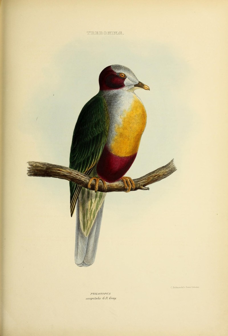 Ptilonopus occipitalis = Ptilinopus occipitalis (yellow-breasted fruit dove); DISPLAY FULL IMAGE.