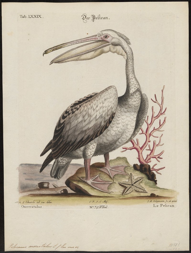 Pelecanus onocrotalus (Great White Pelican); DISPLAY FULL IMAGE.