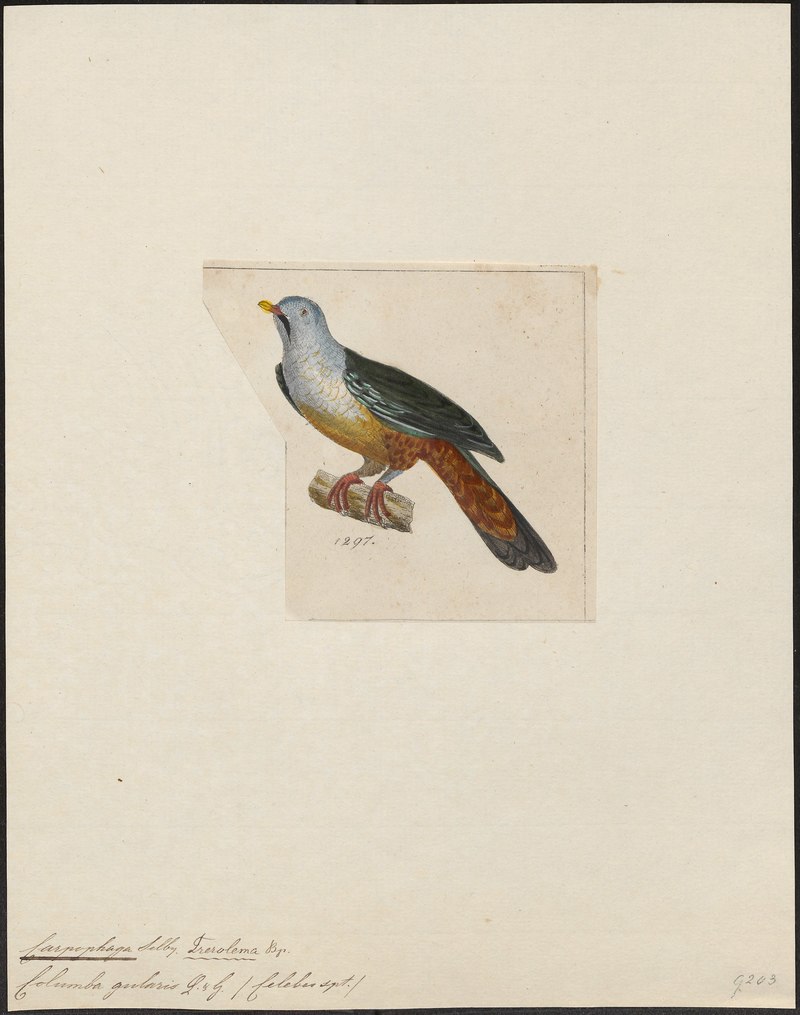 Carpophaga gularis = Ptilinopus subgularis (Banggai fruit dove, maroon-chinned fruit dove); DISPLAY FULL IMAGE.
