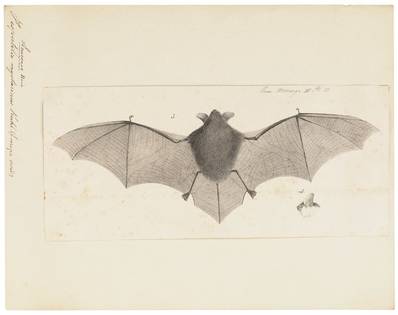 Vespertilio mystacinus = Myotis mystacinus (whiskered bat); DISPLAY FULL IMAGE.