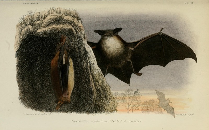 Vespertilio mystacinus = Myotis mystacinus (whiskered bat); DISPLAY FULL IMAGE.