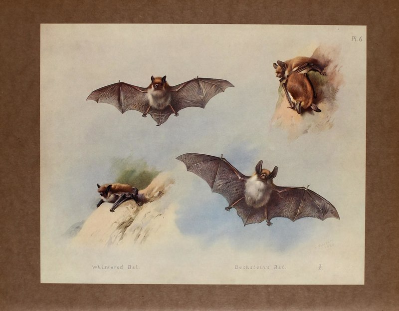 Whiskered Bat (Myotis mystacinus) & Bechstein's Bat (Myotis bechsteinii); DISPLAY FULL IMAGE.