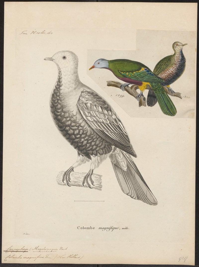 Carpophaga magnifica = Ptilinopus magnificus (wompoo fruit dove); DISPLAY FULL IMAGE.