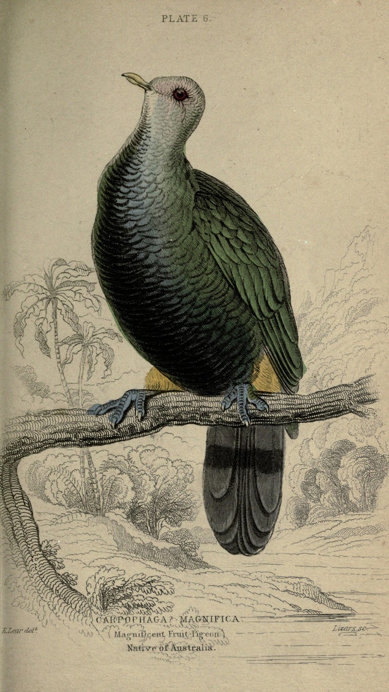 Pigeons: Carpophaga magnifica = Ptilinopus magnificus (wompoo fruit dove); DISPLAY FULL IMAGE.