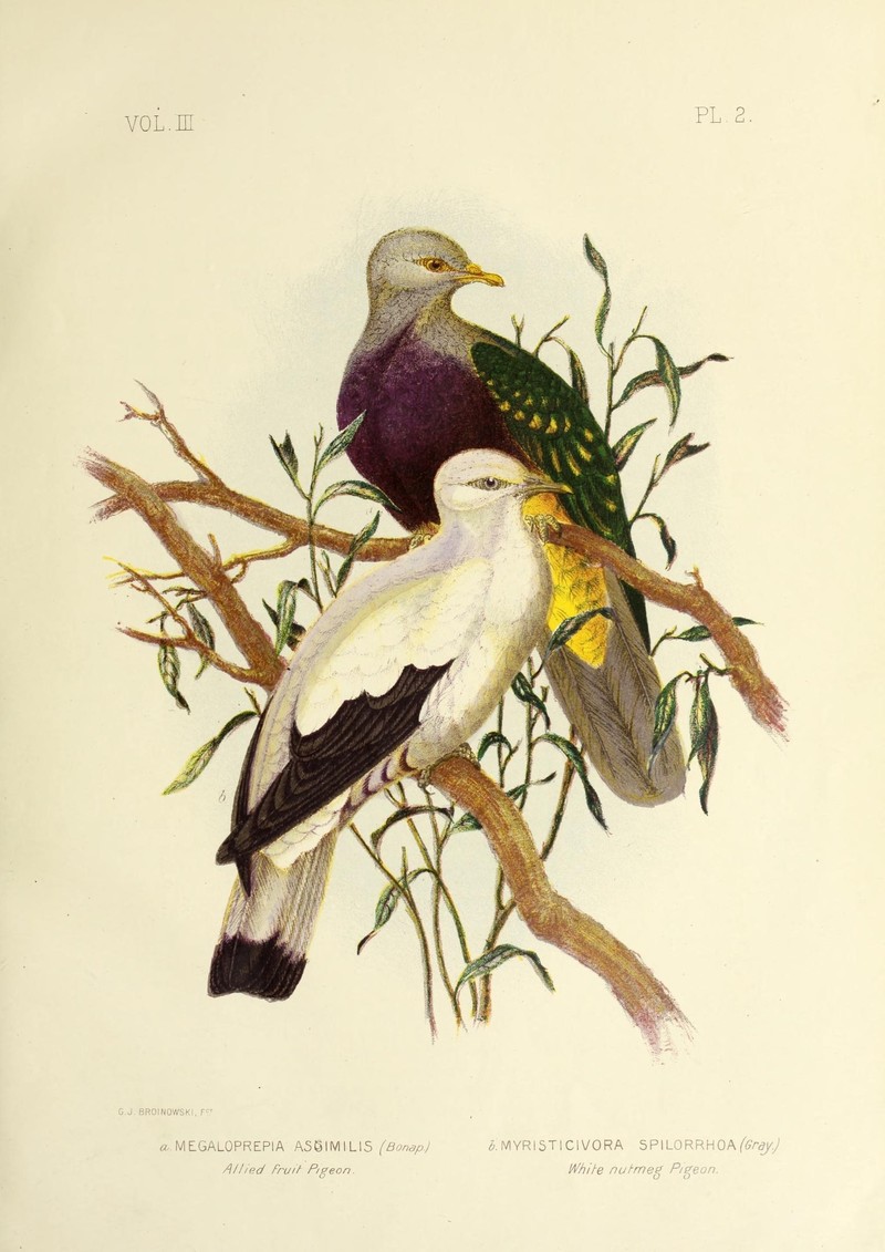 Ptilinopus magnificus assimilis (wompoo fruit dove), Torresian imperial pigeon (Ducula spilorrhoa); DISPLAY FULL IMAGE.