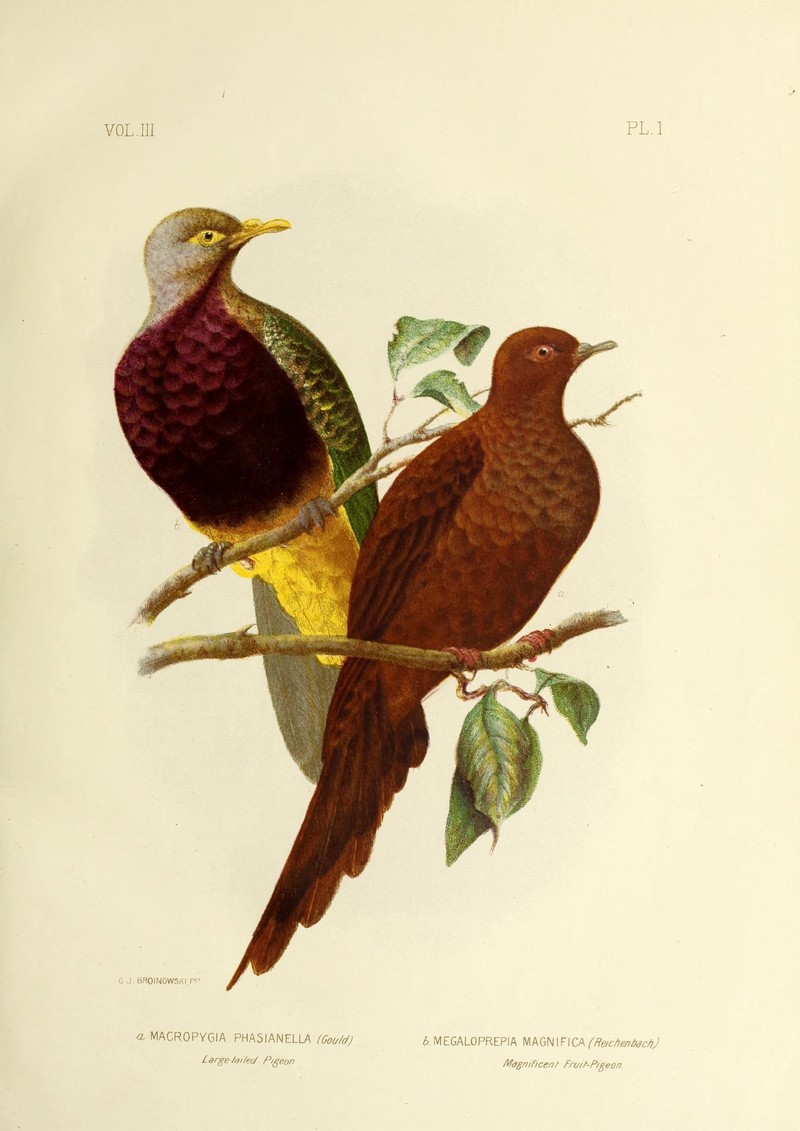 brown cuckoo-dove (Macropygia phasianella) & Ptilinopus magnificus (wompoo fruit dove); DISPLAY FULL IMAGE.